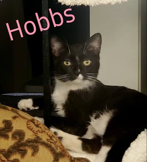 HOBBS - Domestic Short Hair available for adoption