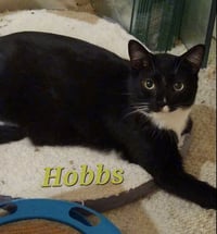 Hobbs - Photo 2