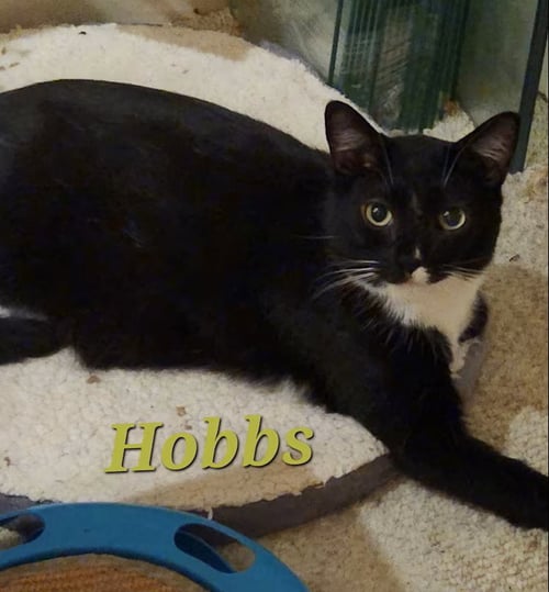 HOBBS - Domestic Short Hair available for adoption