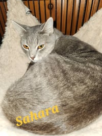 Sahara - Photo 1