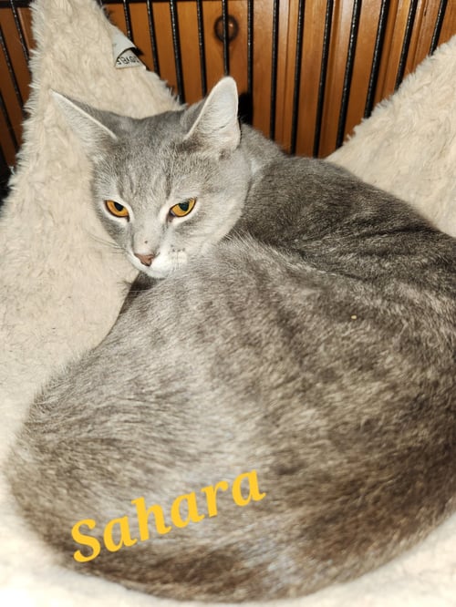 SAHARA - Domestic Short Hair available for adoption
