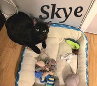 Skye - Photo 2