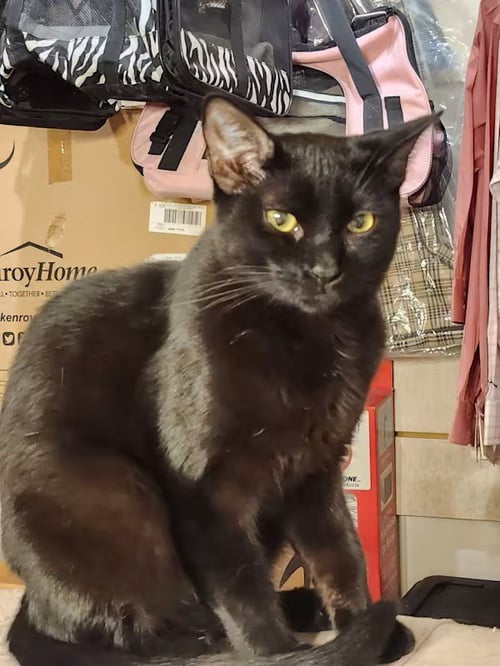 SKYE - Domestic Short Hair available for adoption