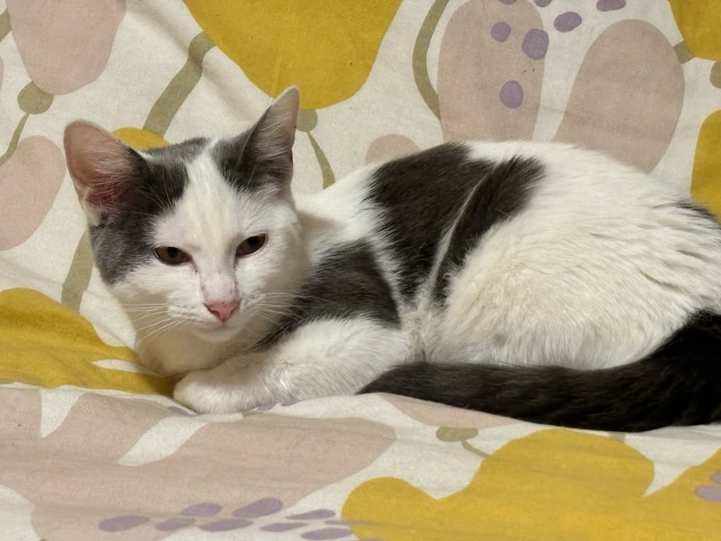 Asha Image