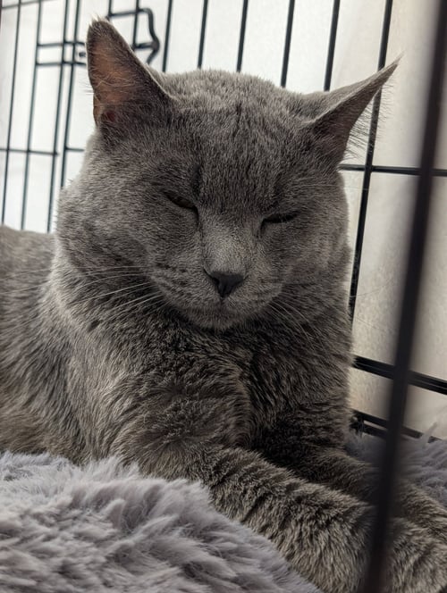 MARMONT - Chartreux available for adoption