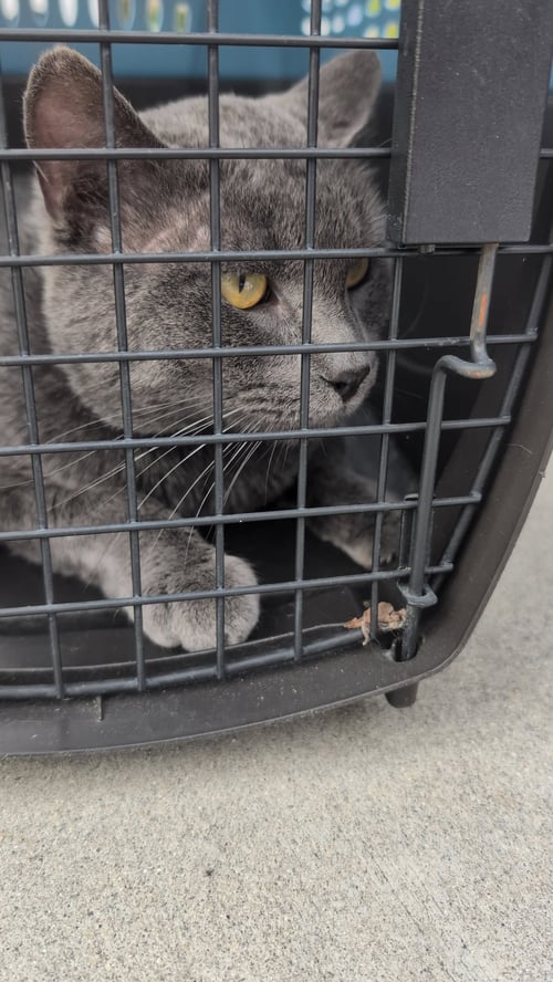 MARMONT - Chartreux available for adoption