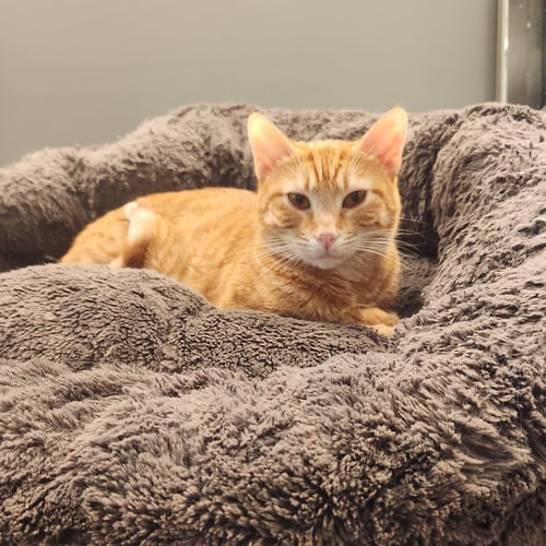 PHOENIX - Domestic Short Hair / Tabby available for adoption