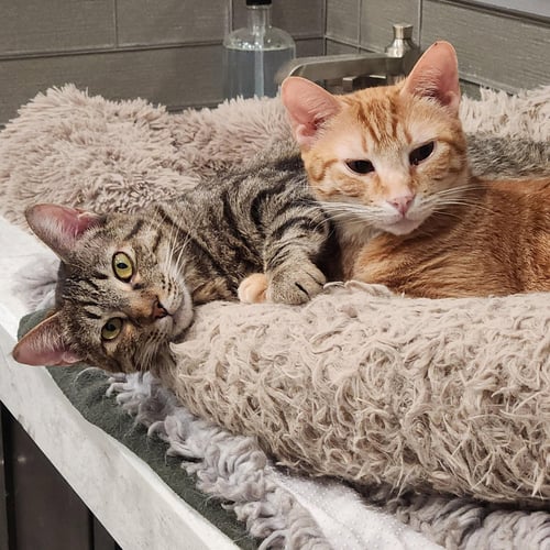PHOENIX - Domestic Short Hair / Tabby available for adoption