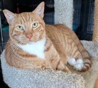 Finnegan - Photo 2