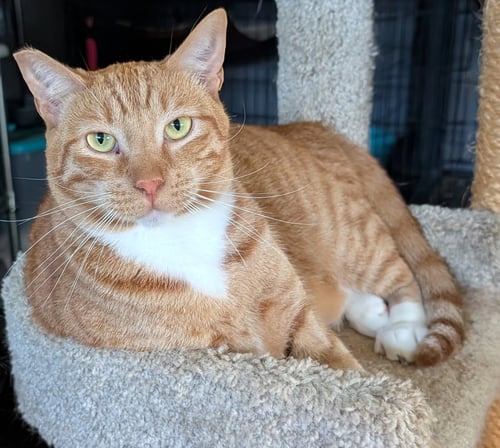 FINNEGAN - Domestic Short Hair / Tabby available for adoption
