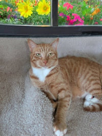 Finnegan - Photo 5