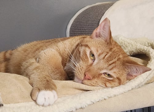 FINNEGAN - Domestic Short Hair / Tabby available for adoption