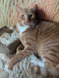 Finnegan - Photo 3