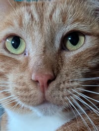 Finnegan - Photo 4