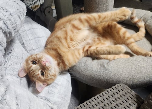 TITUS - Domestic Short Hair available for adoption