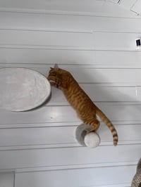Titus - Photo 3