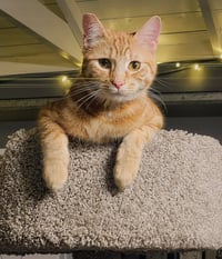 Titus - Photo 1