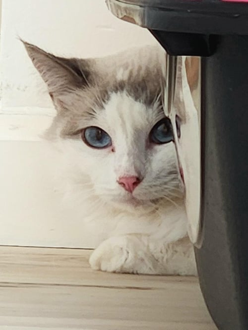 CASHMERE - Siamese / Tortoiseshell available for adoption