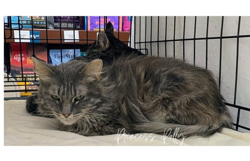 PRINCESS POLLY (OUT ON TRIAL) - Tabby available for adoption