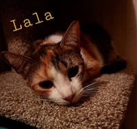 LaLa - Photo 2