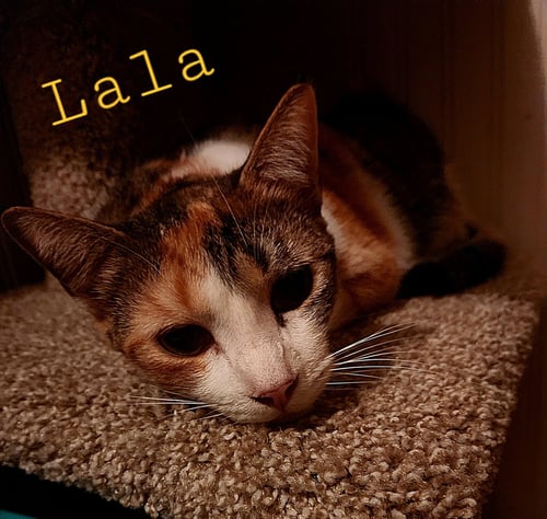 LALA - Calico / Tabby available for adoption