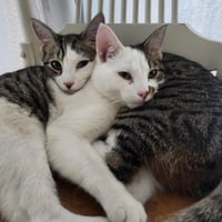 Gonzo and Enzo - Photo 4