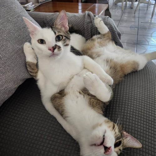 GONZO AND ENZO - Domestic Short Hair / Tabby available for adoption