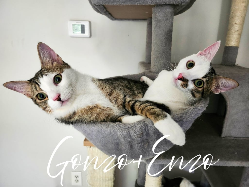 Gonzo and Enzo Image