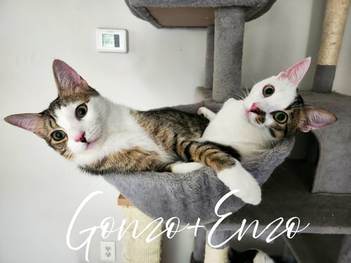 GONZO AND ENZO - Domestic Short Hair / Tabby available for adoption