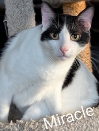 Miracle - Photo 5