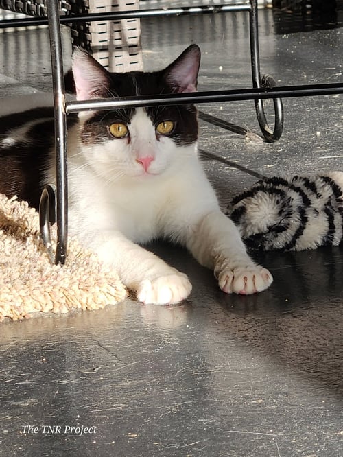 MIRACLE - Domestic Short Hair available for adoption