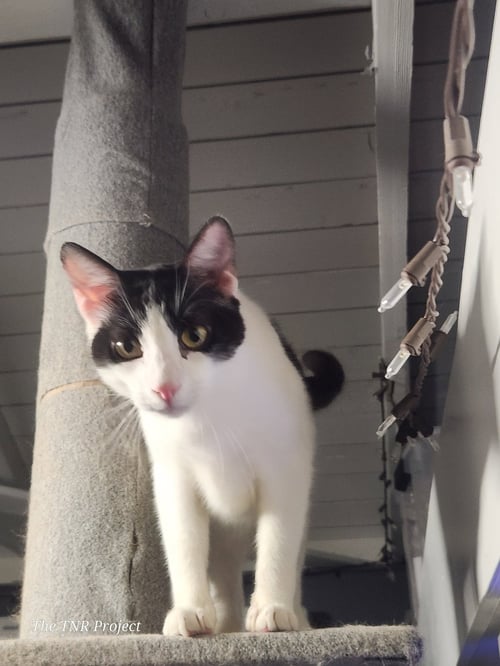 MIRACLE - Domestic Short Hair available for adoption