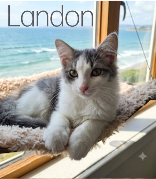 LANDON - Domestic Medium Hair available for adoption
