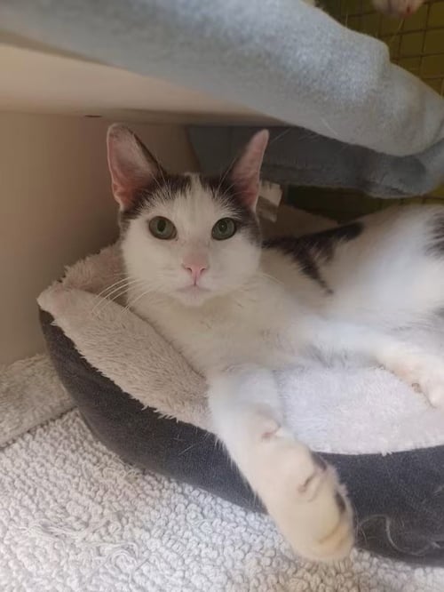 CHATTY - Domestic Short Hair / Turkish Van available for adoption