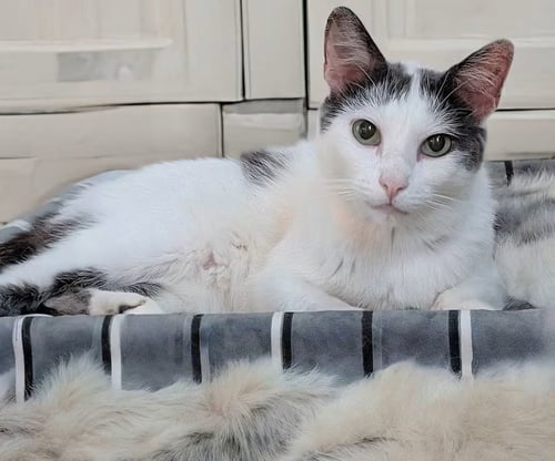 CHATTY - Domestic Short Hair / Turkish Van available for adoption