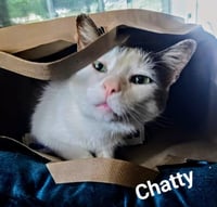 Chatty - Photo 6