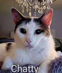 Chatty - Photo 4