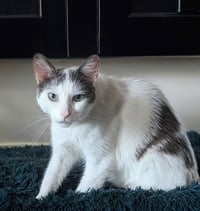Chatty - Photo 5