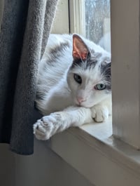 Chatty - Photo 1