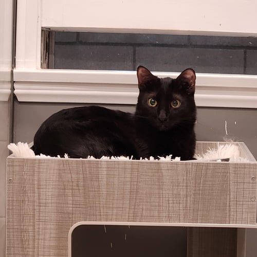 PHANTOM - Domestic Short Hair available for adoption