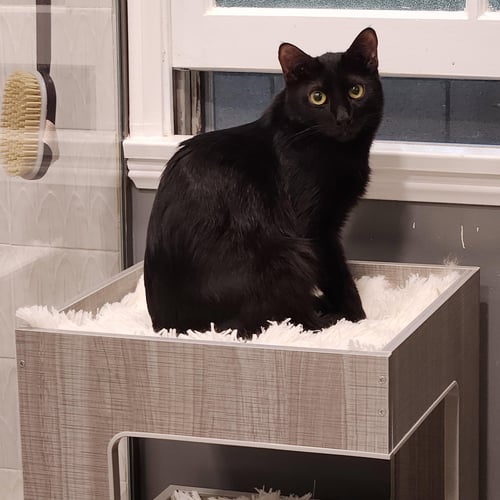 PHANTOM - Domestic Short Hair available for adoption