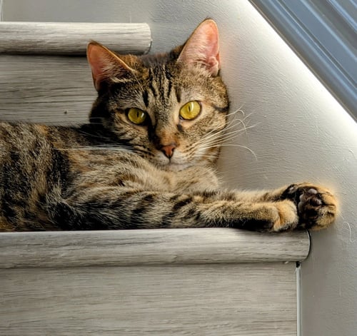 TEMARI - Domestic Short Hair available for adoption
