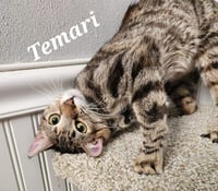 Temari - Photo 3