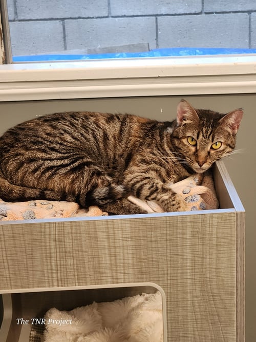 TEMARI - Domestic Short Hair available for adoption