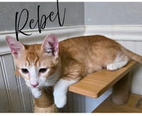 Rebel - Photo 2
