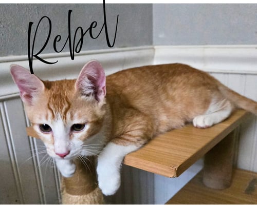 REBEL - Domestic Short Hair available for adoption