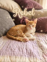 Rebel - Photo 1