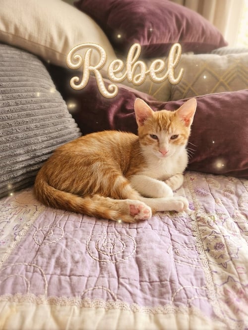 REBEL - Domestic Short Hair available for adoption