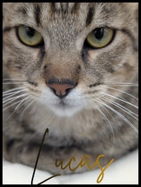 Lucas - Photo 1