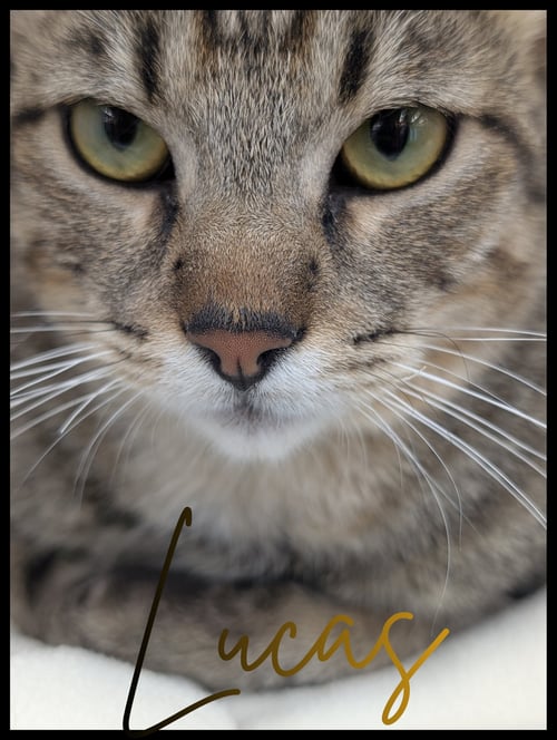 LUCAS - Tabby available for adoption
